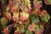 Image related to Boston Ivy (Parthenocissus tricuspidata)-Downy Mildew