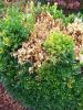 Image related to Boxwood (Buxus spp.)-Phytophthora Root and Crown Rot