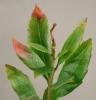 Image related to California Wax-myrtle (Morella californica)-Leaf Blight