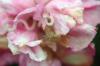 Image related to Carnation (Dianthus caryophyllus)-Gray Mold