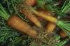 Image related to Carrot (Daucus carota)-Nematode, Root-knot