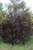 Image related to Cedar, Port-Orford (Chamaecyparis lawsoniana)-Stigmina Blight
