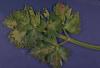 Image related to Celery (Apium graveolens var. dulce)-Late Blight (Septoria Leaf Blight)