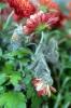 Image related to Chrysanthemum-Gray Mold
