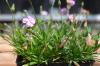 Image related to Dianthus (Sweet William)-Botrytis Blight