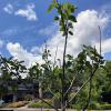 early growth of a fig bush/tree