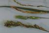 Image related to Grass for Seed-Rathay's Disease (Bacterial Head Blight)