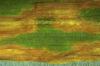 Image related to Grass for Seed-Rhynchosporium Scald, Leaf Spot, and Head Blight