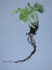 Image related to Geranium (Pelargonium spp.)-Black Root Rot
