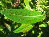 Image related to Hebe-Septoria Leaf Spot