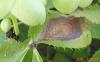 Image related to Helleborus niger (Christmas Rose)-Black Spot