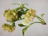 Image related to Helleborus-Winter Injury