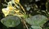 Image related to Honeysuckle (Lonicera spp.)-Powdery Mildew
