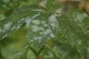 Image related to Horse-chestnut (Aesculus spp.)-Powdery Mildew