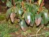 Image related to Kalmia (Mountain Laurel)-Phytophthora Blight