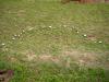 Image related to Lawn and Turf-Fairy Ring and Mushrooms