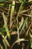 Image related to Lawn and Turf-Septoria Leaf Spot (Tip Blight)