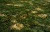 Image related to Lawn and Turf-Typhula Blight (Gray Snow Mold)