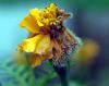 Image related to Marigold (Tagetes spp.)-Botrytis Blight