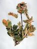 Image related to Mountain Ash (Sorbus spp.)-Fire Blight