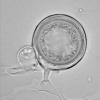 Image related to Oomycetes