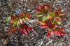 Image related to Oregon Grape (Mahonia aquifolium)-Leaf Scorch