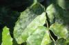 Image related to Oregon Grape (Mahonia aquifolium)-Powdery Mildew
