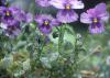 Image related to Pansy (Viola spp.)-Powdery Mildew