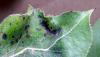 Image related to Pear, Asian (Pyrus spp.)-Fabraea Leaf Spot