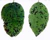 Image related to Quince-Leaf Spot
