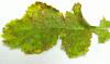 Image related to Radish (Raphanus sativus)-Downy Mildew