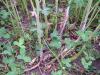 Image related to Seed Crop, Crucifers (Brassica and Raphanus spp.)-Sclerotinia Stem Rot