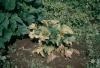 Image related to Squash (Cucurbita spp.)-Curly Top