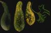 Image related to Squash (Cucurbita spp.)-Virus Diseases