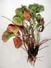 Image related to Strawberry (Fragaria spp.)-Crown Rot