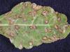 Image related to Sugar Beet (Beta vulgaris)-Ramularia Leaf Spot