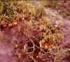 Image related to Tomato (Lycopersicon esculentum)-Wilts (Fusarium Wilt, Verticillium Wilt)