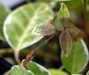 Image related to Vinca spp. (Periwinkle)-Botrytis Blight