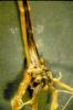 Image related to Wheat (Triticum aestivum)-Crown Rot (Foot Rot, Seedling Blight, Dryland Root Rot)