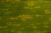 Image related to Wheat (Triticum aestivum)-Leaf Rust (Brown Rust)