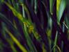 Image related to Wheat (Triticum aestivum)-Physiologic Leaf Spot
