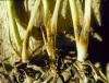 Image related to Wheat (Triticum aestivum)-Eyespot (Foot Rot, Strawbreaker)